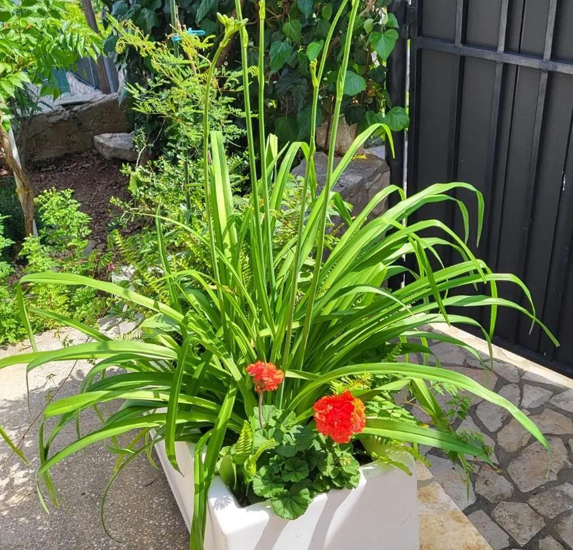 Apartmani Krizanac Donji Okrug  Apartment
